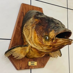 Fischkopf Fischladen